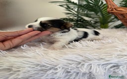 Yorkshire Terrier perros en venta: YORKSHIRE BIEWER HEMBRA - Anuncio 3