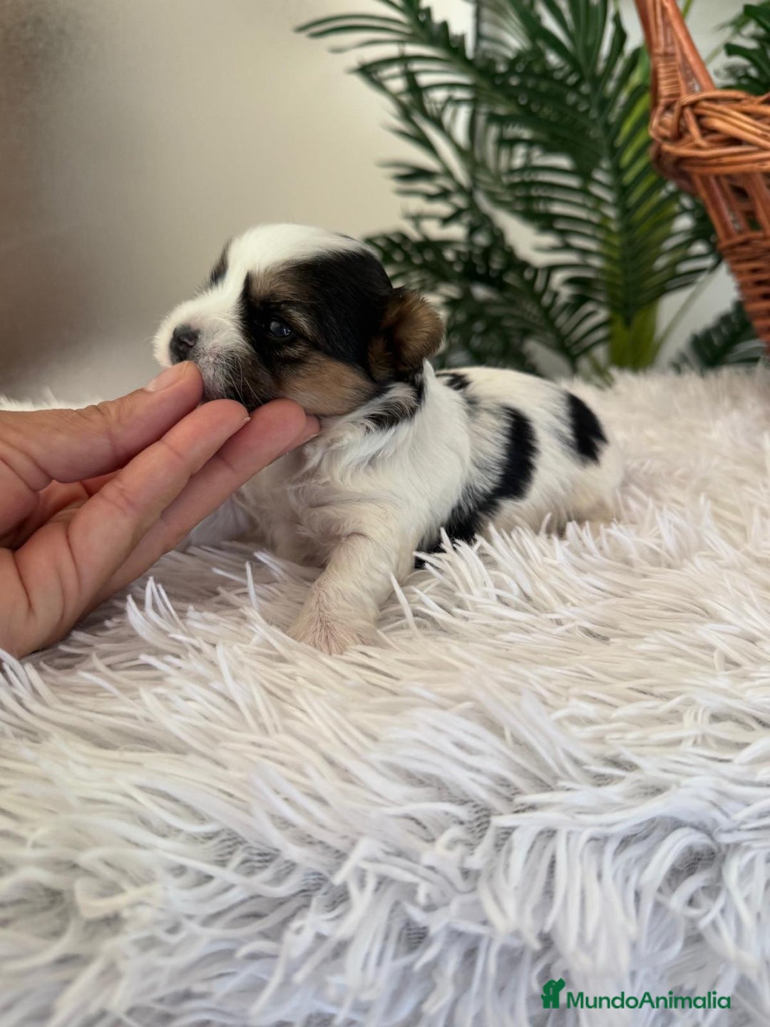 Yorkshire Terrier perros en venta: YORKSHIRE BIEWER HEMBRA - Anuncio 3