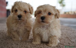 Maltipoo perros en venta: 🐾 Manolo, Jacinto y Paco – Hermanitos Maltipoo 🐾 - Imagen 3