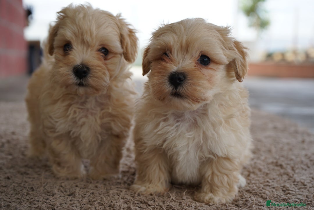 Maltipoo perros en venta: 🐾 Manolo, Jacinto y Paco – Hermanitos Maltipoo 🐾 - Imagen 3