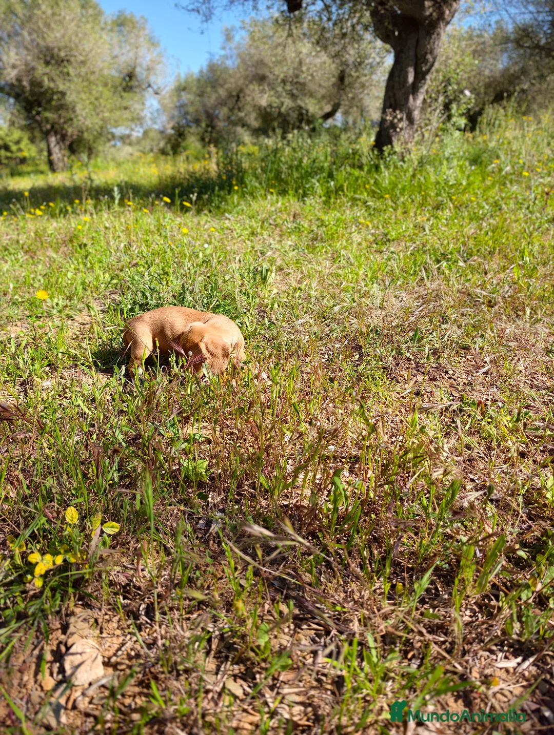 Teckel Miniatura perros en venta: Teckel kanichen hembra dorada  - Anuncio 11