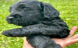 Goldendoodle perros en venta: Cachorros Goldendoodle hipoalergénicos - Imagen 9