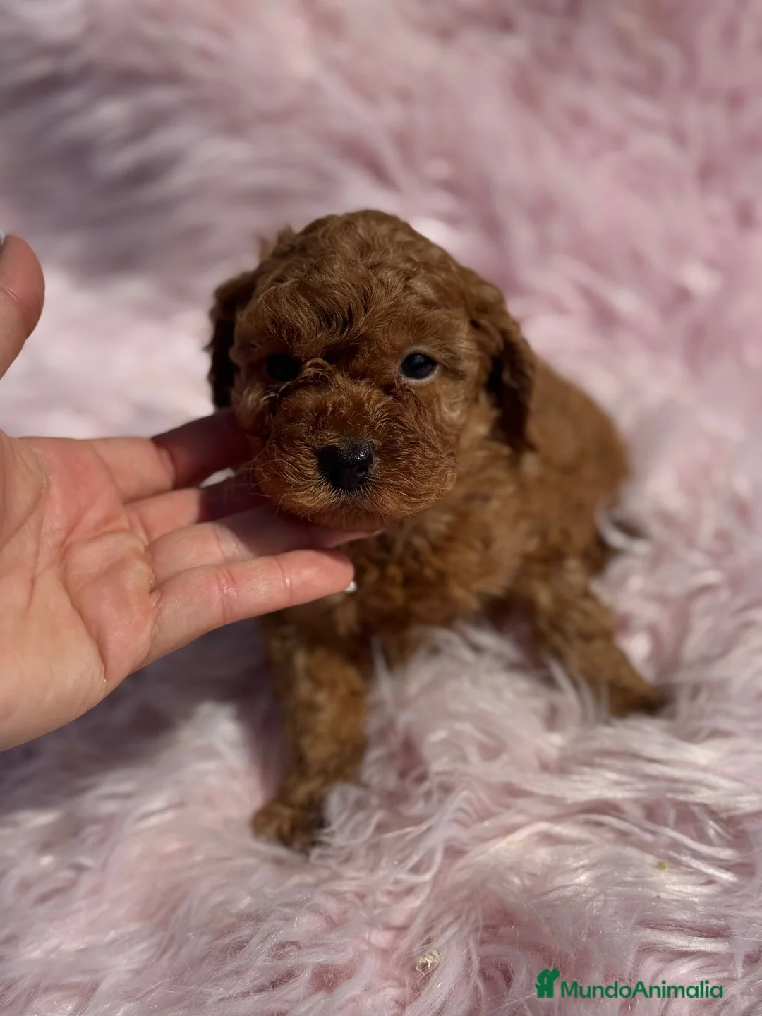 Caniche Toy perros en venta: Caniche - Anuncio 5