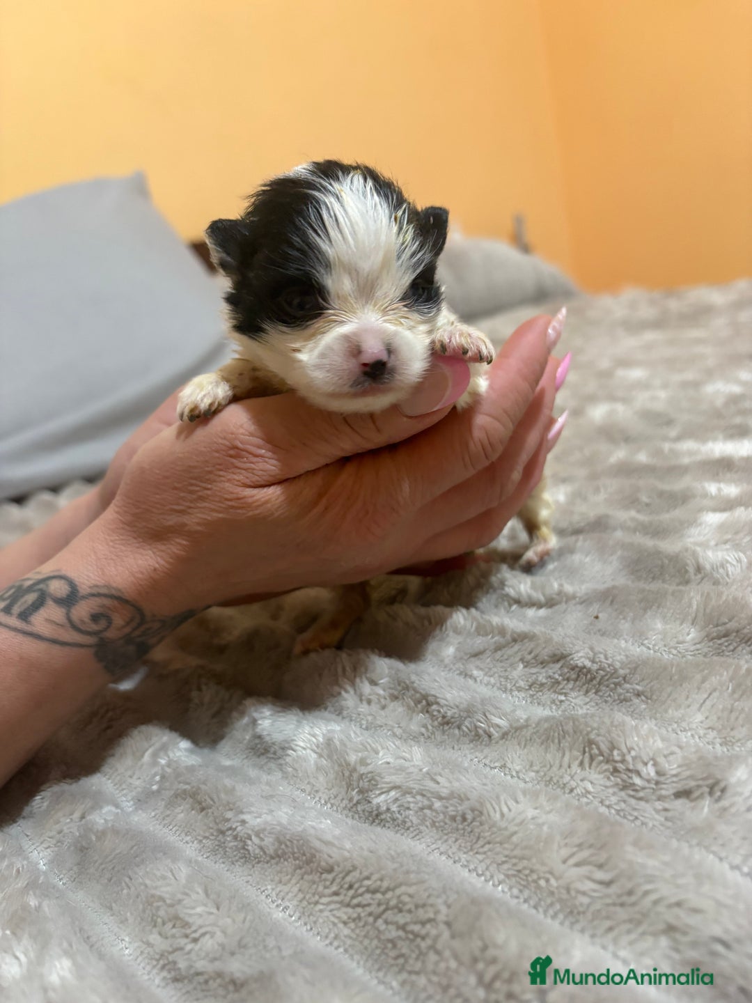 Pomerania perros en venta: Lulu Pomerania macho party  - Anuncio 7