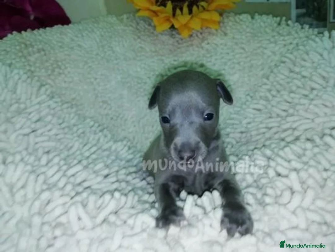 Imagen de galería {{count}}