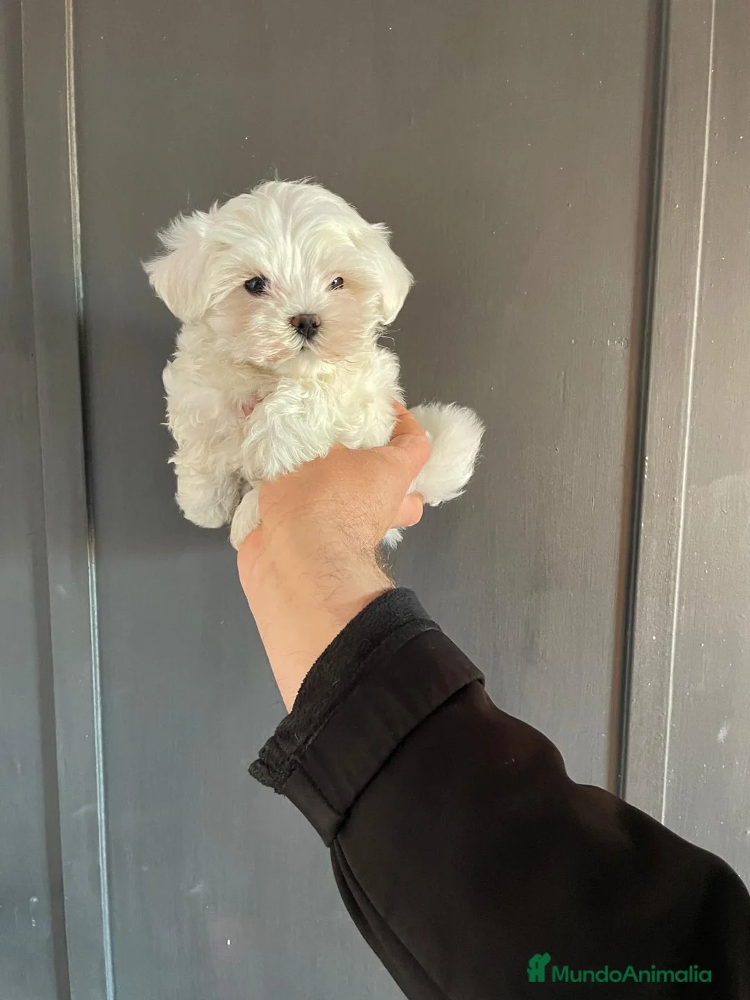 Bichón Maltés perros en venta: Excelente bichon maltes - Anuncio 3