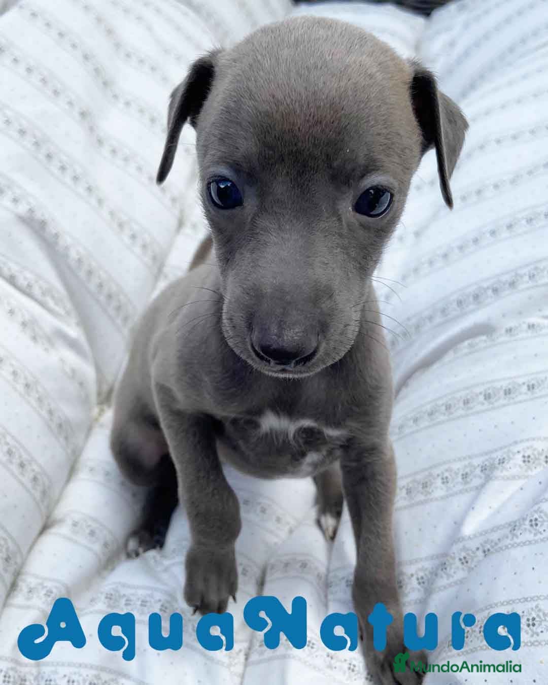 Pequeño Lebrel Italiano perros Lebrel Italiano Hembra 5892 - AQUANATURA en Barcelona - Anuncio 2