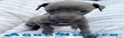 Pequeño Lebrel Italiano perros en venta: Lebrel Italiano Hembra 5892 - AQUANATURA en Barcelona - Anuncio 2