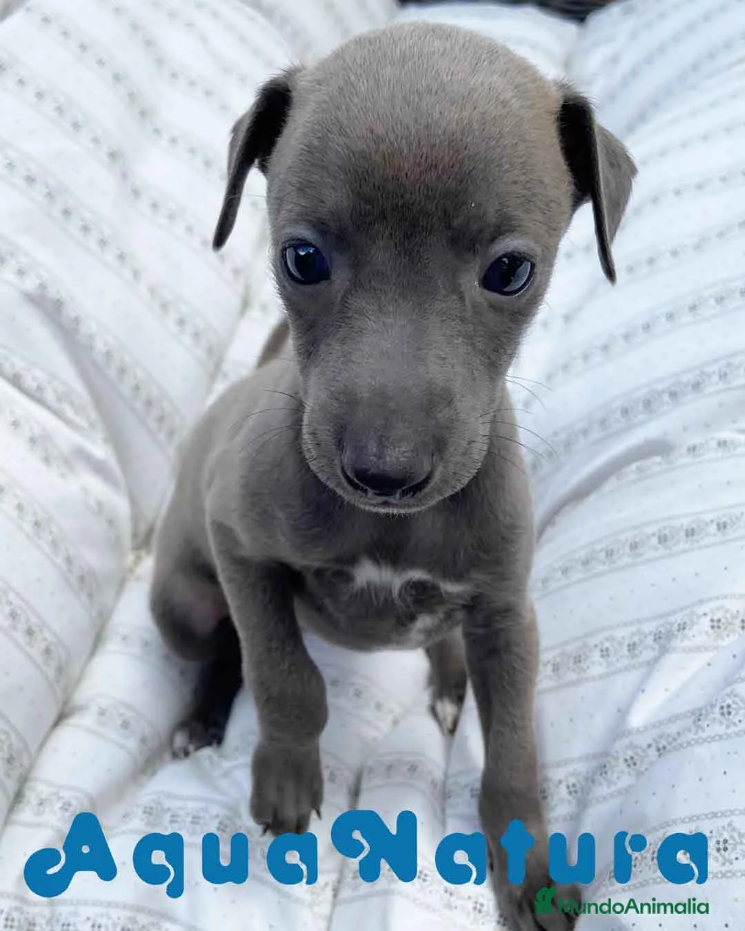 Pequeño Lebrel Italiano perros en venta: Lebrel Italiano Hembra 5892 - AQUANATURA en Barcelona - Anuncio 2