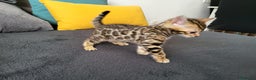Bengalí gatos en venta: Bengalíes  en Cáceres - Anuncio 1