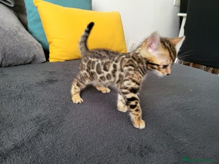 Bengalí gatos en Cáceres - Anuncio 31