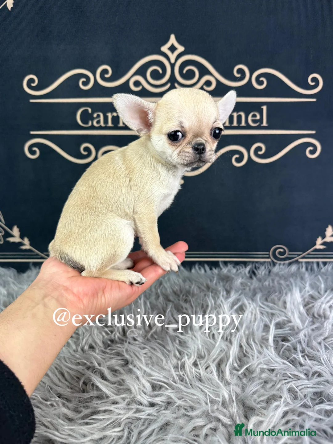 Chihuahua perros en venta: 🌸 Exclusiva Chihuahua Miniatura  - Anuncio 2