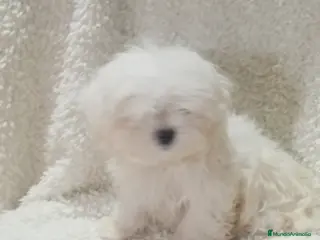 Bichón Maltés perros ‼️‼️PRECIOSA CAMADA DE BICHÓN MALTES COREANO TOY - Anuncio 1
