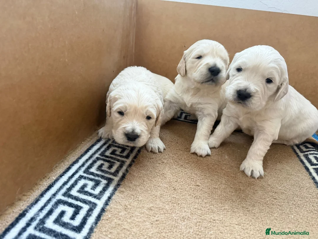 Golden Retriever perros en venta: Golden's blancos - Anuncio 5