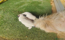 Perro Crestado Chino perros en venta: Camada Crestados Chinos - Imagen 4