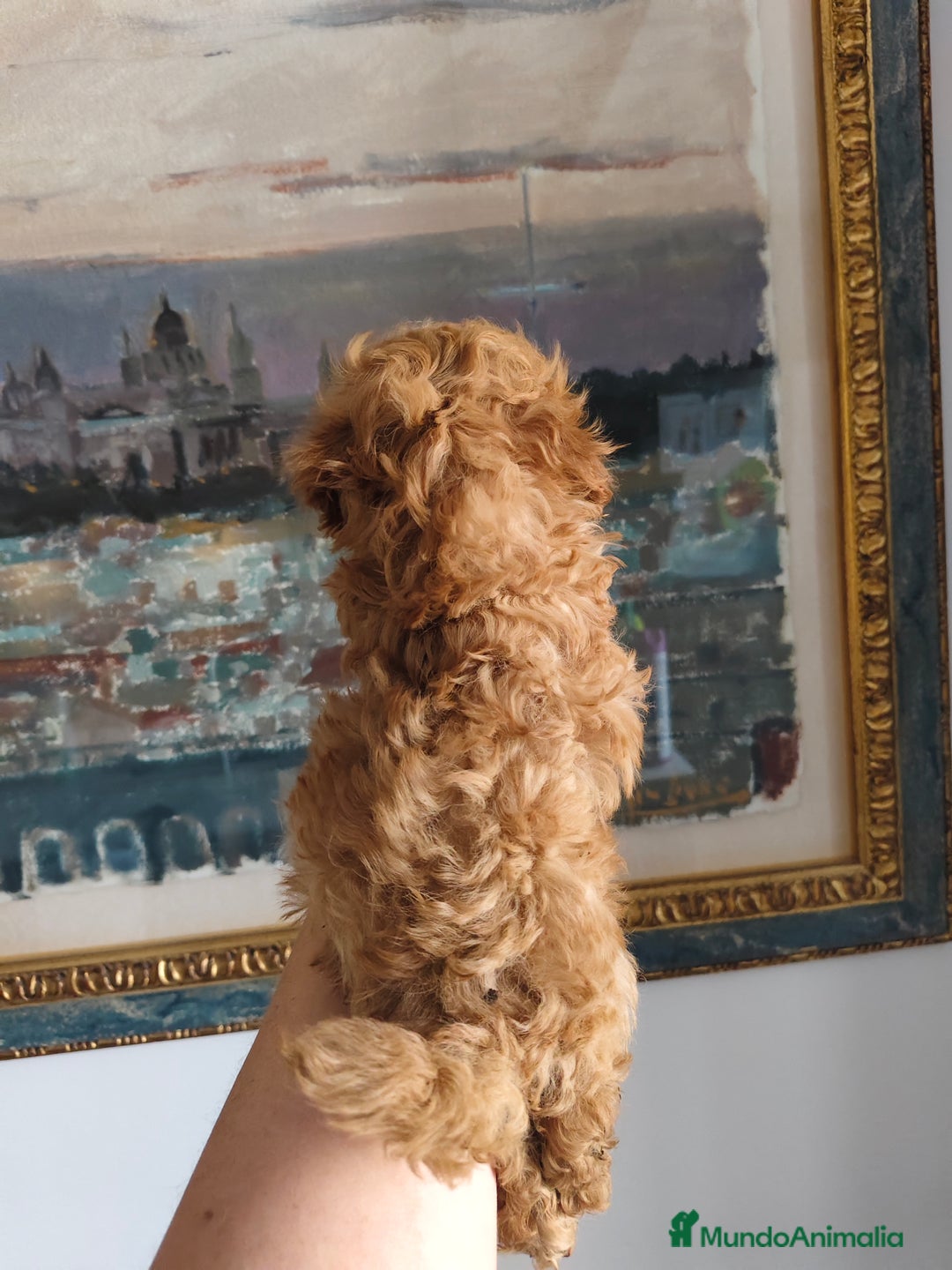 Caniche Toy perros en venta: Caniche toy macho rojo  - Imagen 4