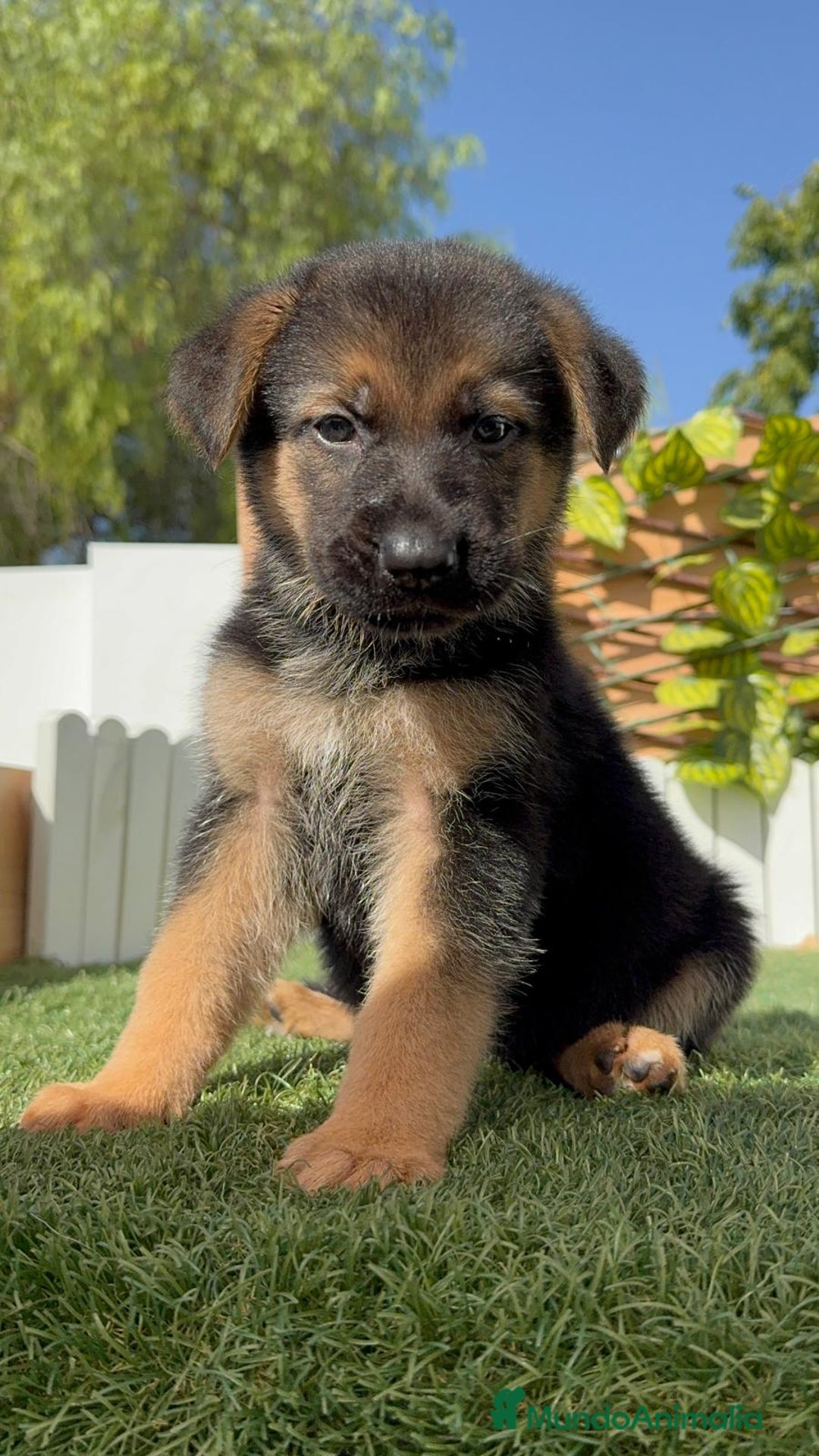 Pastor Alemán perros en venta: PASTOR ALEMAN - Imagen 16