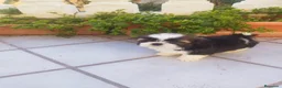 Shih Tzu perros en venta: SHIH TZUS EXCLUSIVOS  - Anuncio 3