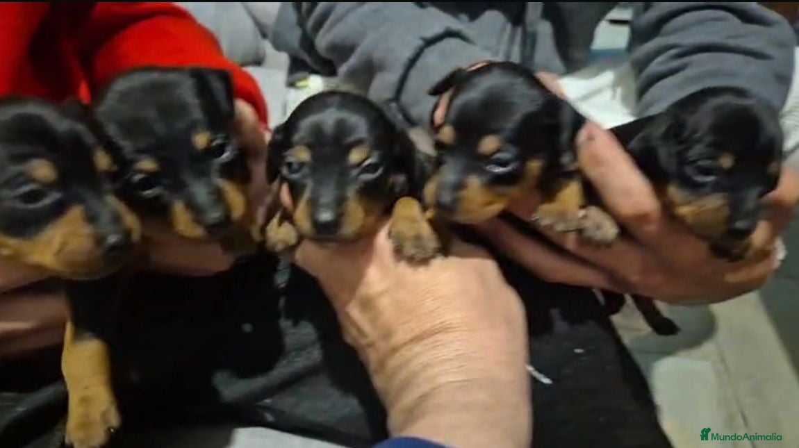 Pinscher Miniatura perros Pinscher miniatura  - Anuncio 1