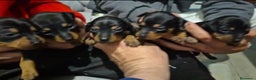 Pinscher Miniatura perros en venta: Pinscher miniatura  - Anuncio 1