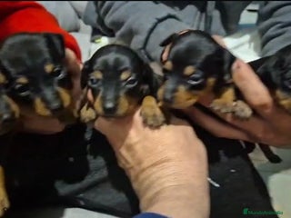 Pinscher Miniatura perros Pinscher miniatura - Anuncio 1