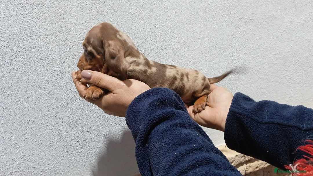 Teckel Miniatura perros en venta: Camada ade teckels miniatura  - Anuncio 3