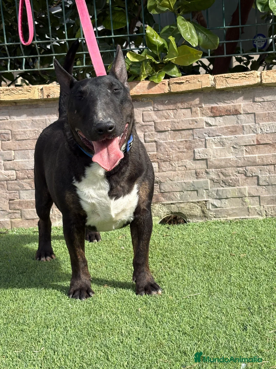 Bull Terrier Miniatura perros en venta: Hembra bull terrier mini pedigree  - Anuncio 7