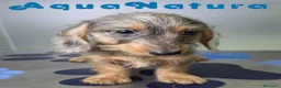 Teckel perros en venta: Teckel Hembra Pelo Largo Arlequin - Anuncio 8