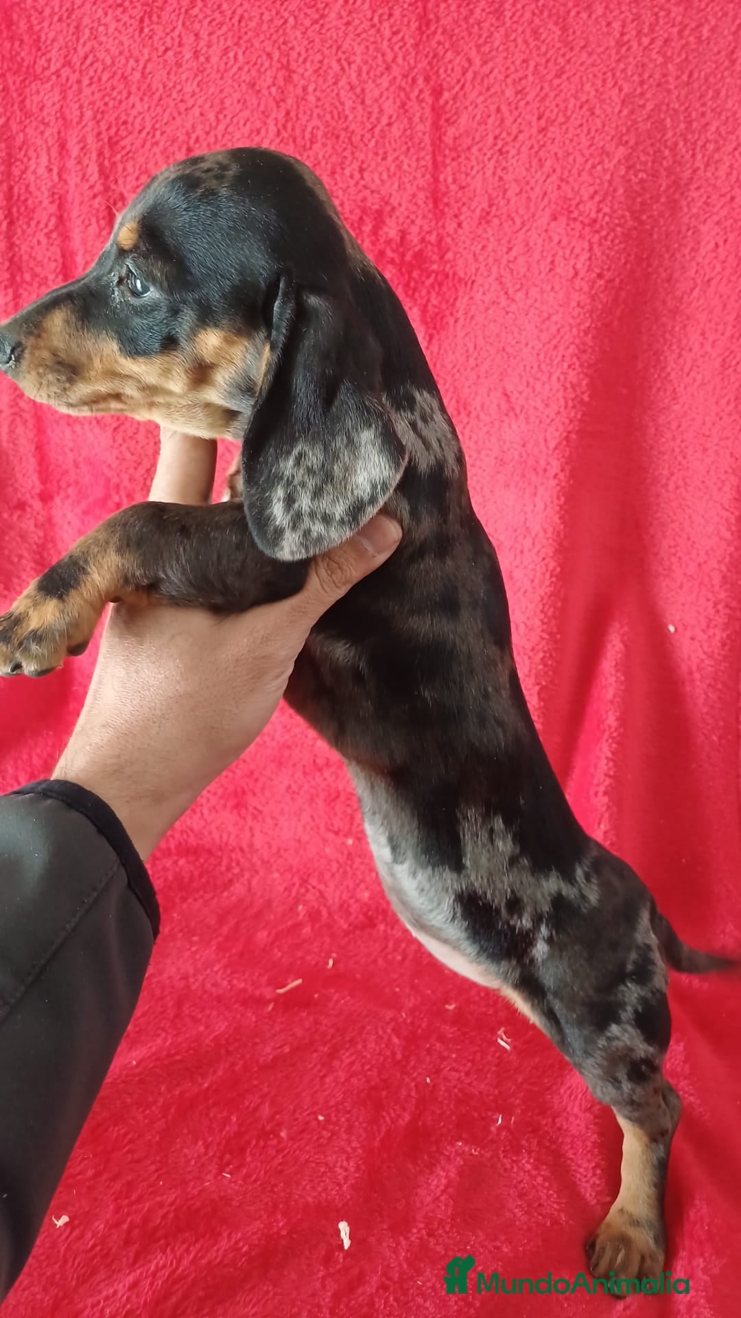 Teckel Miniatura perros en venta: Teckel Miniatura Arlequin  - Anuncio 2