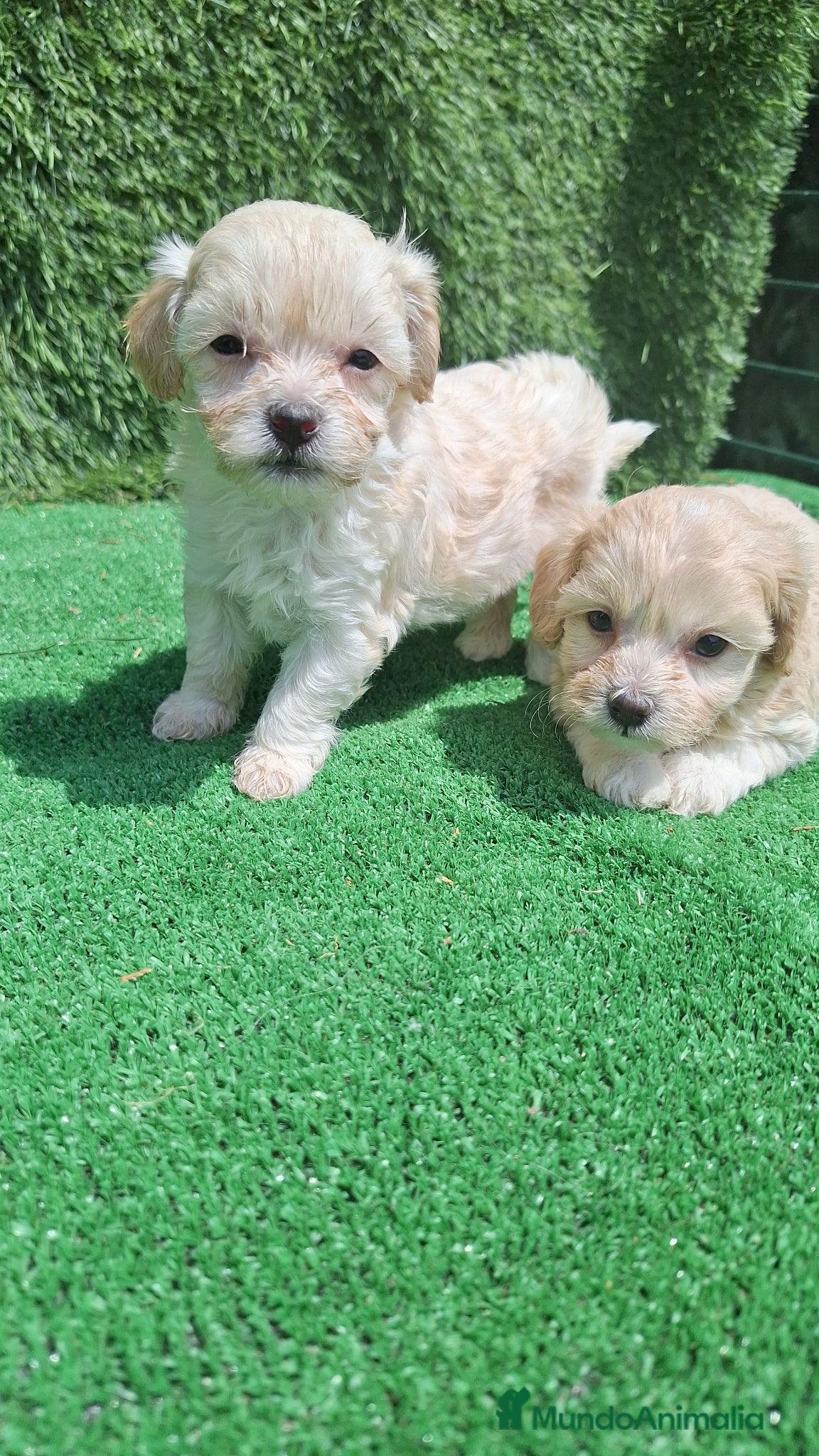 Maltipoo perros en venta: Maltipoo - Anuncio 2