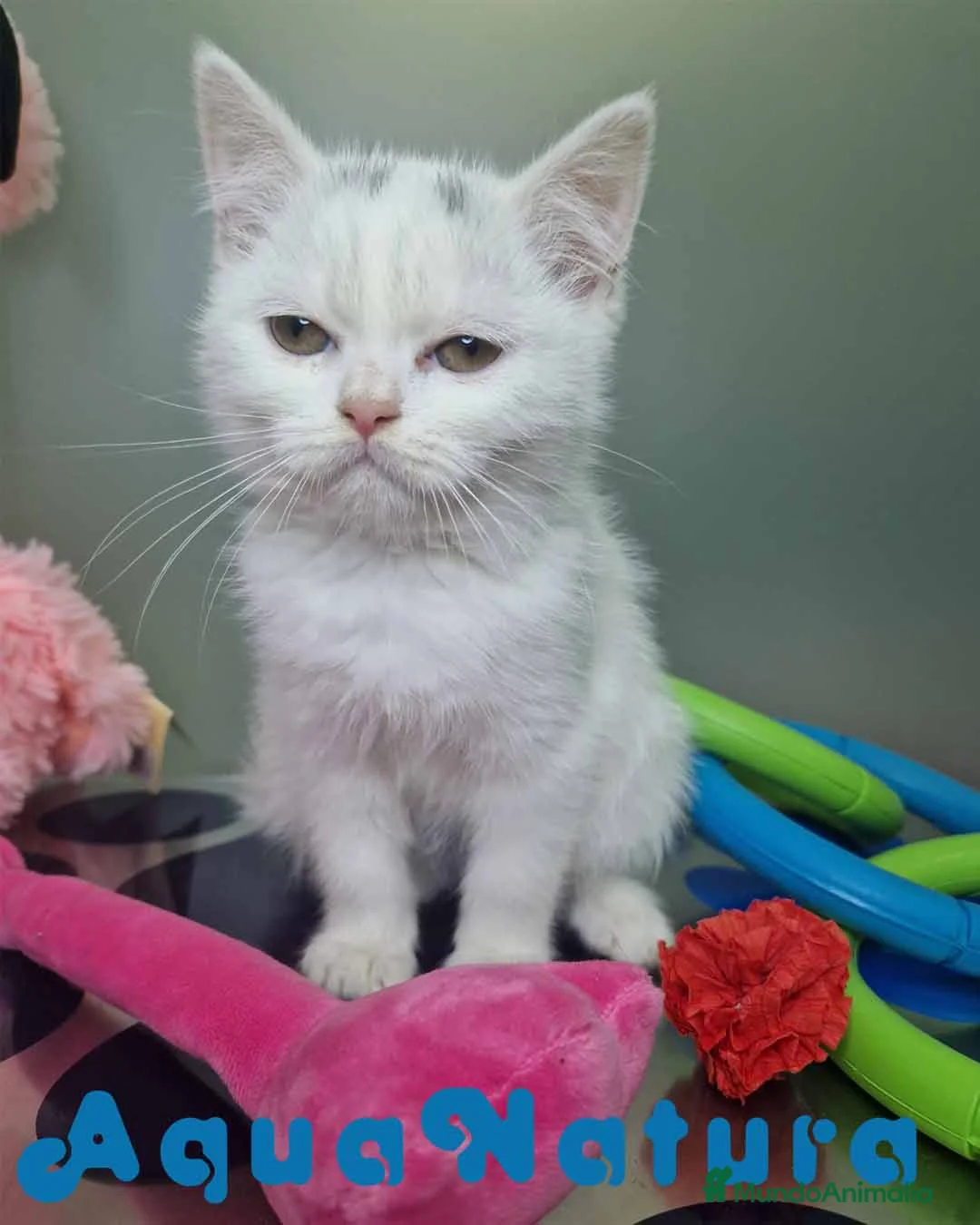 Británico de Pelo Corto gatos en venta: British Shorthair Hembra 1740 AQUANATURA - Anuncio 8