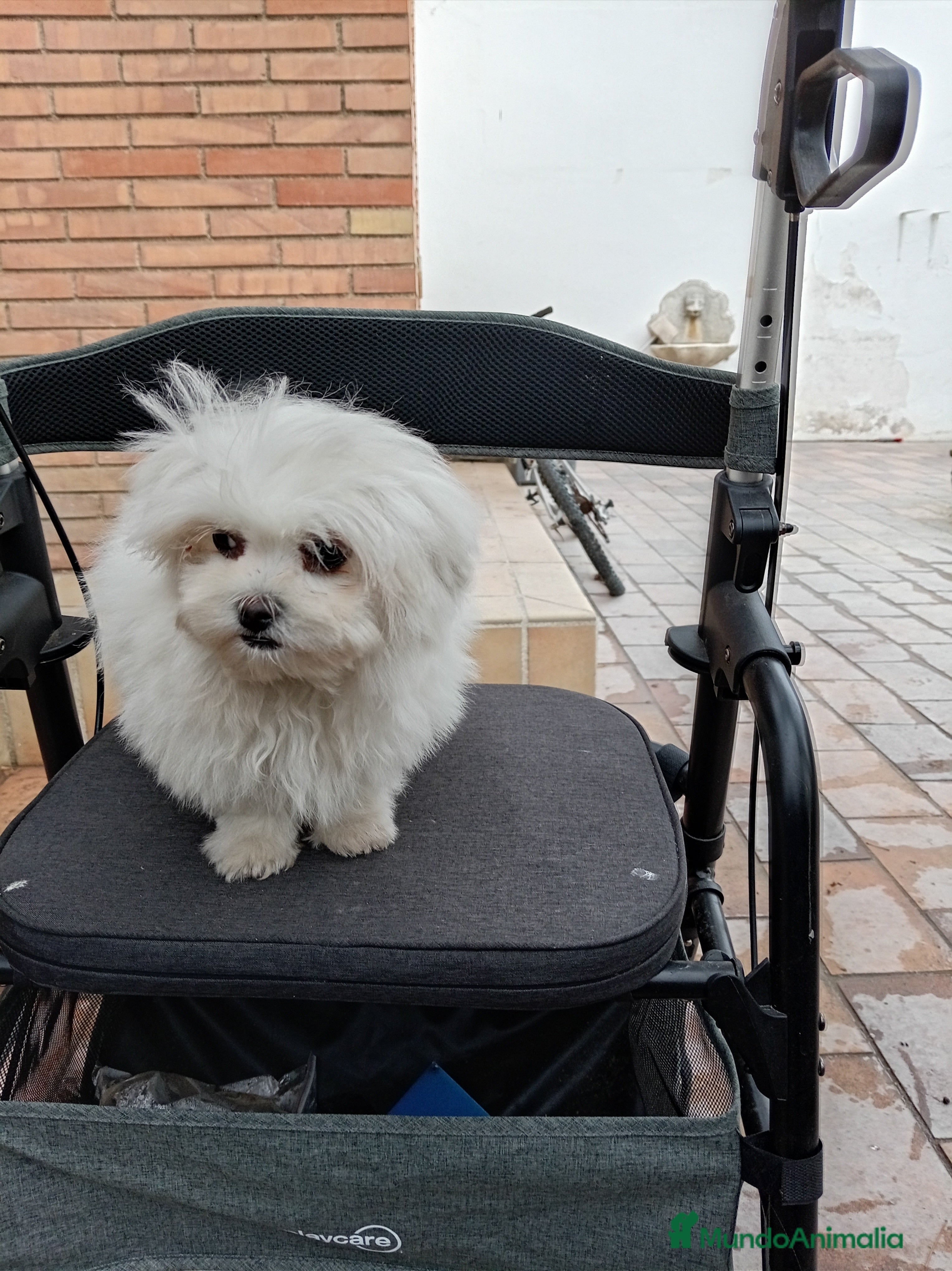 Bichón Maltés perros Bicho maltés coreano toy - Anuncio 19