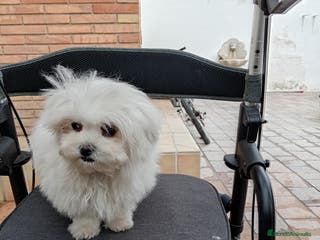 Bichón Maltés perros Bicho maltés coreano toy - Anuncio 27
