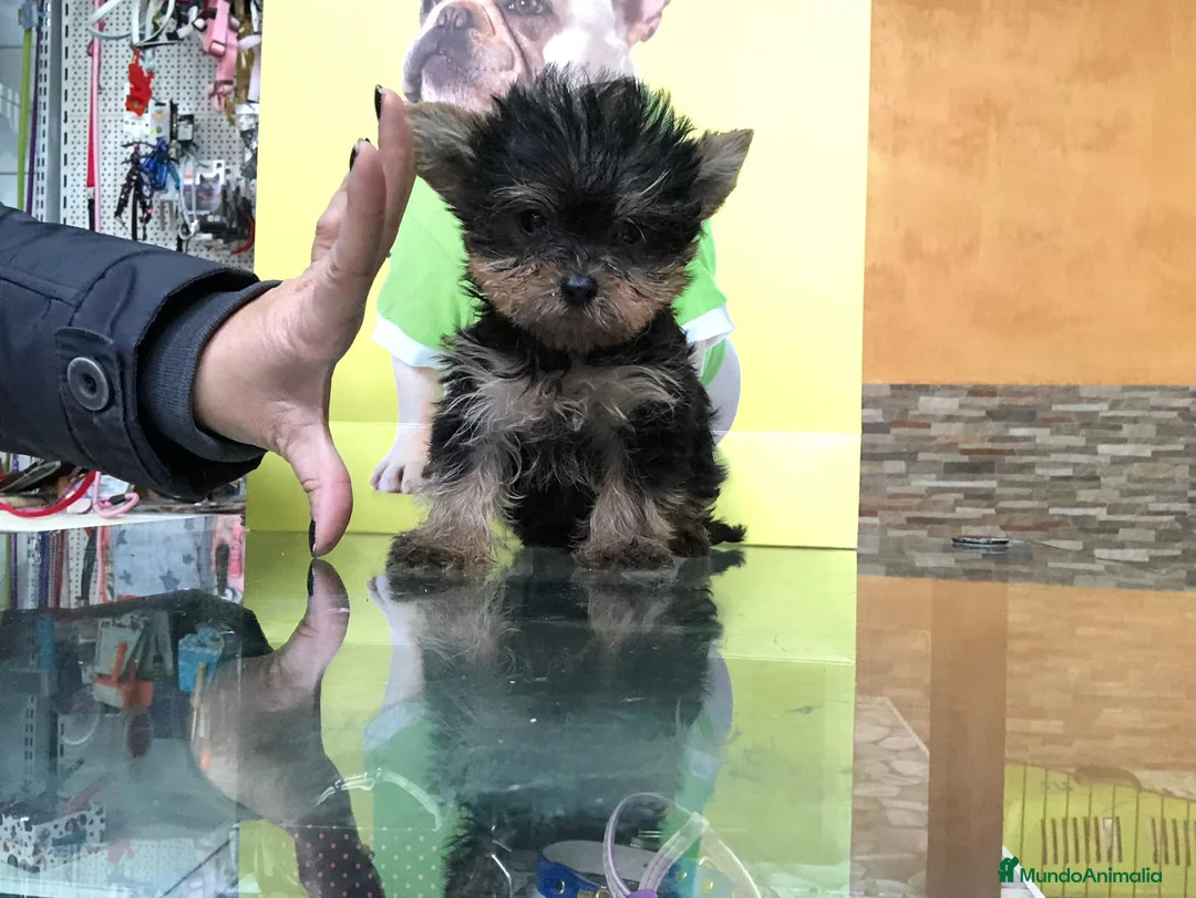 Yorkshire Terrier perros en venta: Yorkshire terrier toy - Anuncio 1