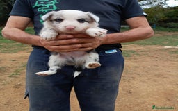 Border Collie perros en venta: Últimos cachorros de Boder collie!! - Anuncio 10