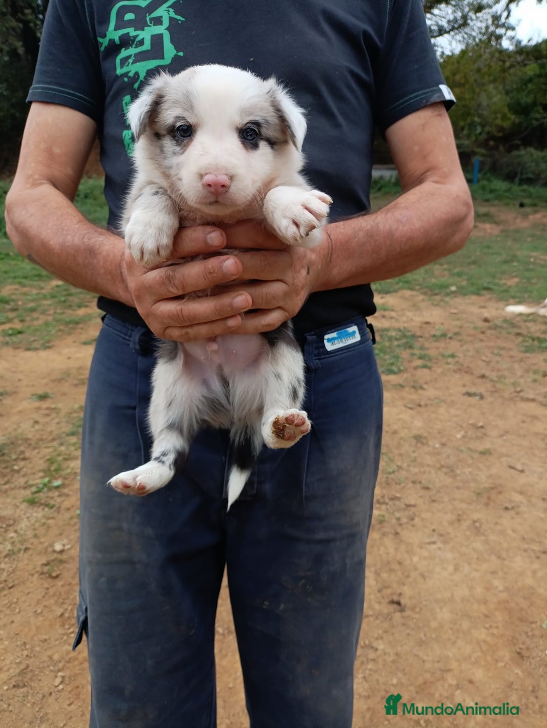 Border Collie perros en venta: Últimos cachorros de Boder collie!! - Anuncio 10