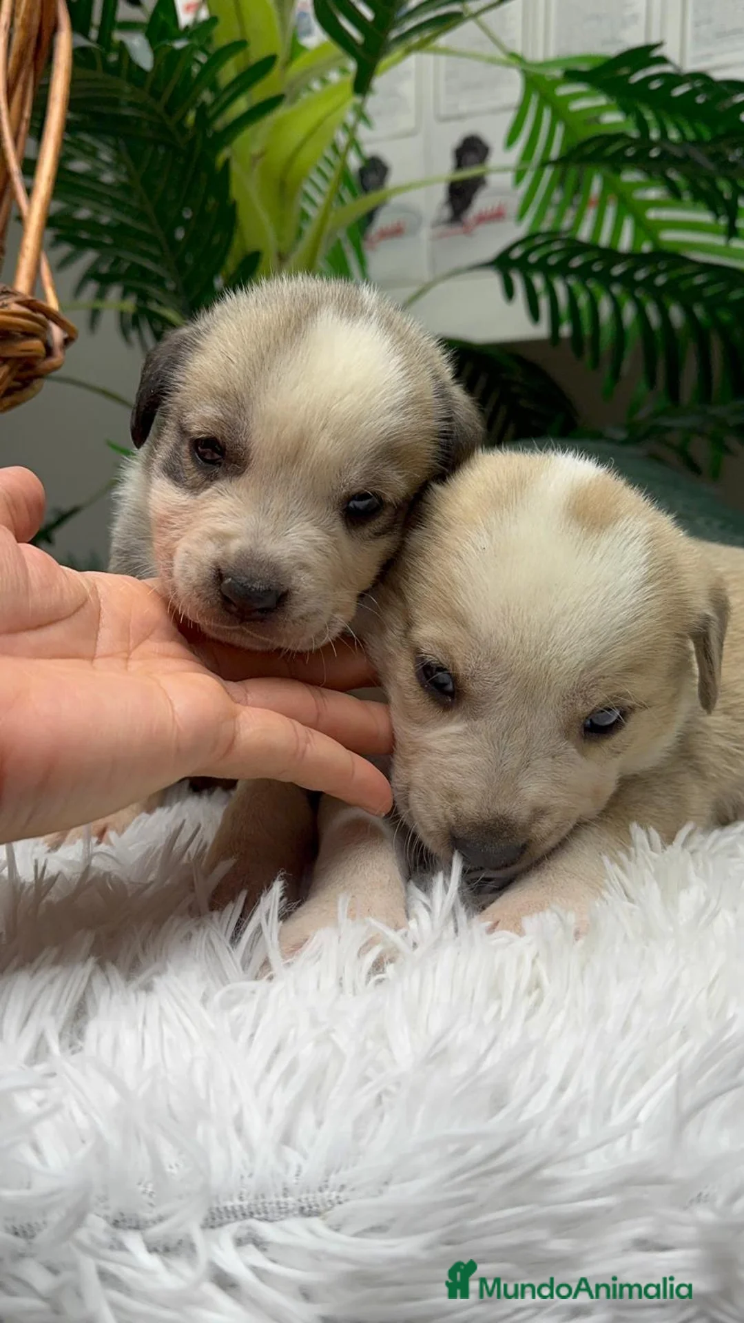 Mastín Español perros en venta: MASTIN ESPAÑOL - Anuncio 13