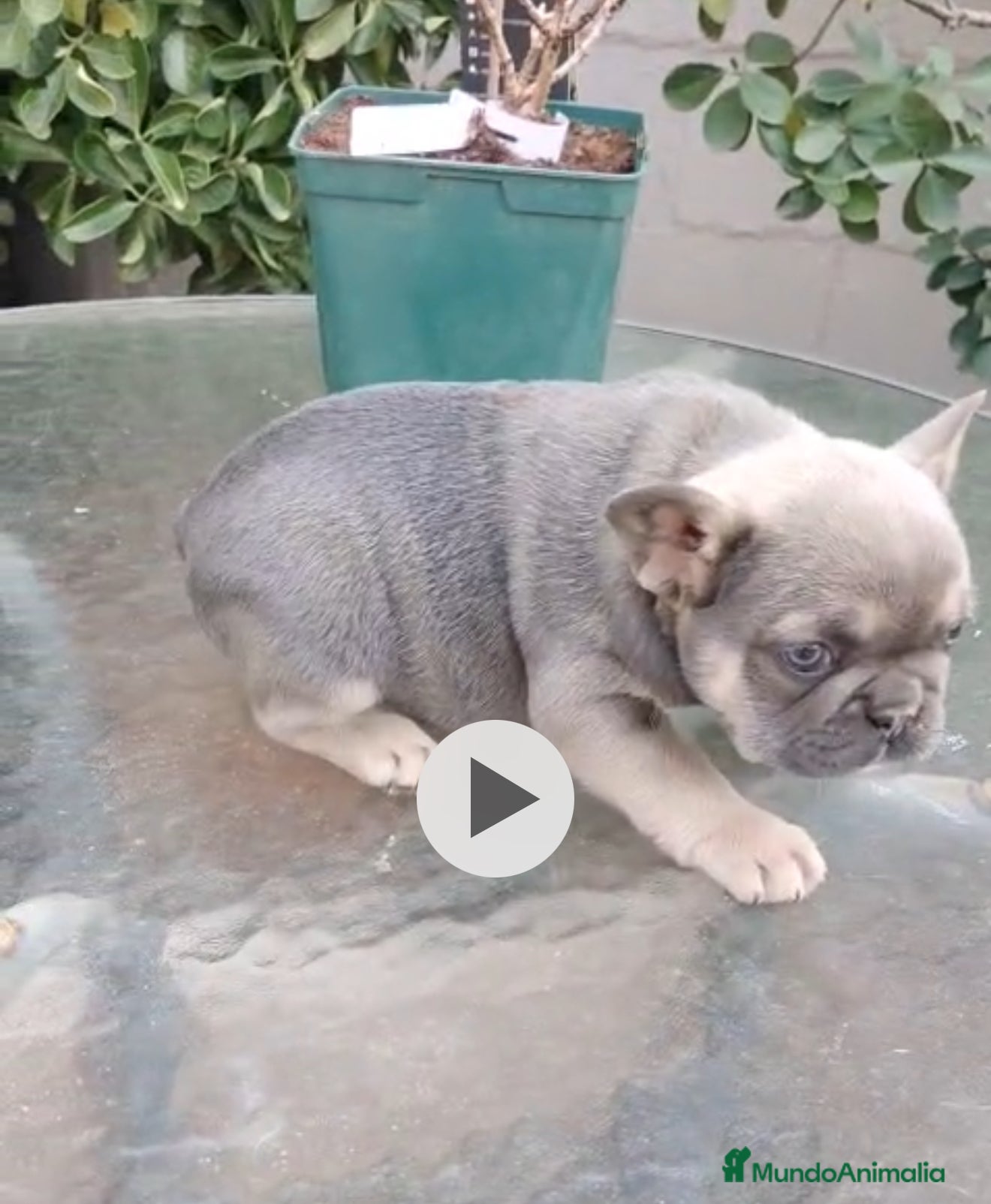 Bulldog Francés perros Bulldog francés Blue Fawn  - Anuncio 1