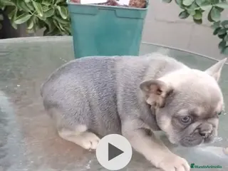 Bulldog Francés perros Bulldog francés Blue Fawn - Anuncio 1