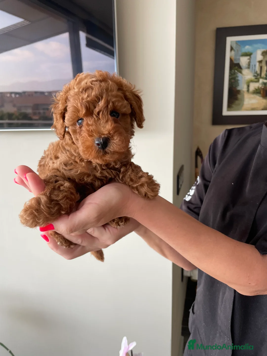 Caniche Toy perros en venta: Preciosa camada caniche toy rojos en Almería - Anuncio 4