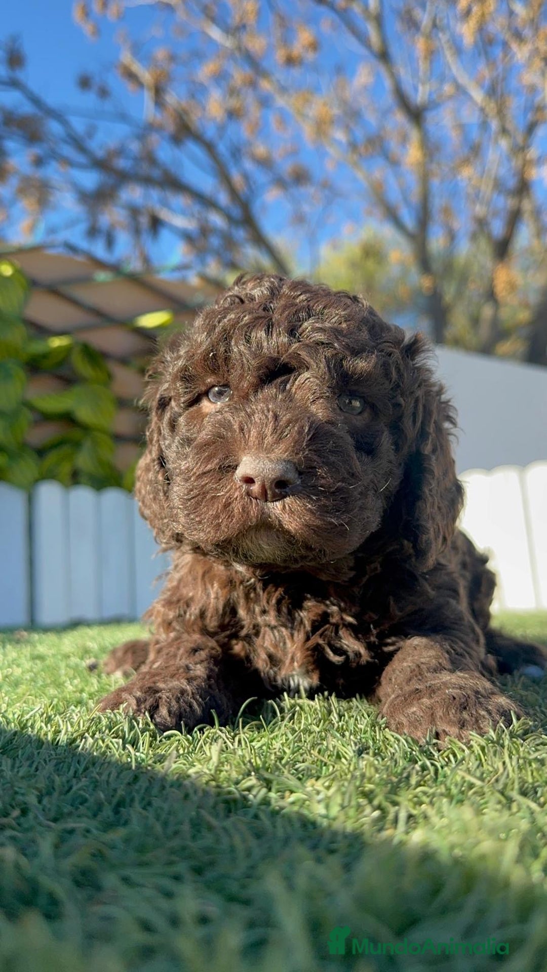 Perro de Agua Español perros en venta: PERRO DE AGUA ESPAÑOL - Anuncio 20