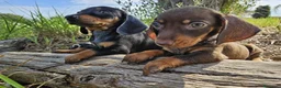 Teckel Miniatura perros en venta: Teckel kanichen precio real - Anuncio 1