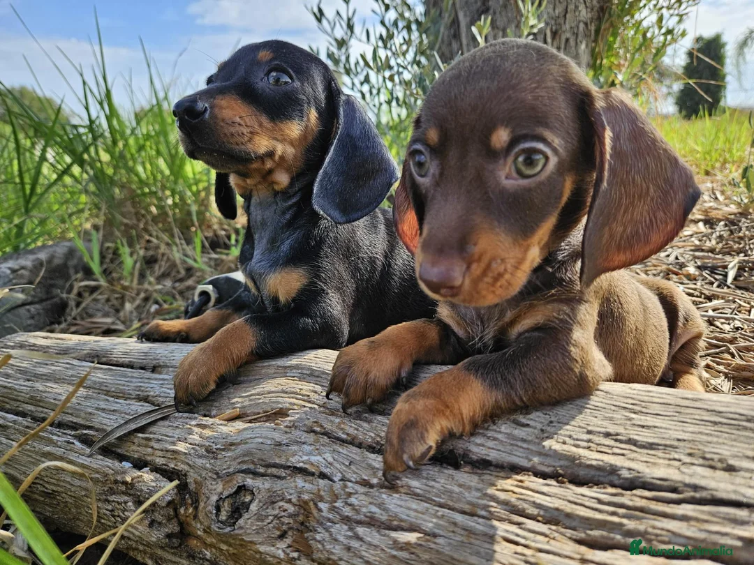 Teckel Miniatura perros en venta: Teckel kanichen precio real - Anuncio 1