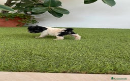 Perro de Agua Español perros en venta: PERRO DE AGUA ESPAÑOL HEMBRA - Imagen 9