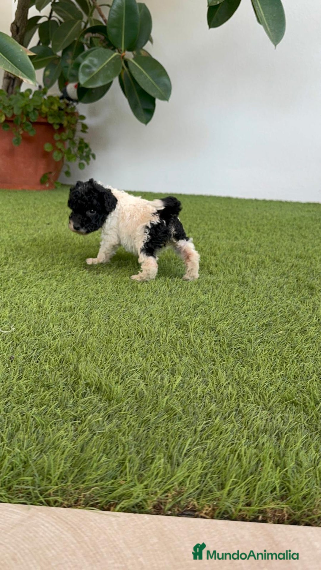 Perro de Agua Español perros en venta: PERRO DE AGUA ESPAÑOL HEMBRA - Imagen 9