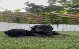 Caniche Toy perros en venta: CANICHE TOY HEMBRA COLOR NEGRO PHANTOM - Imagen 18