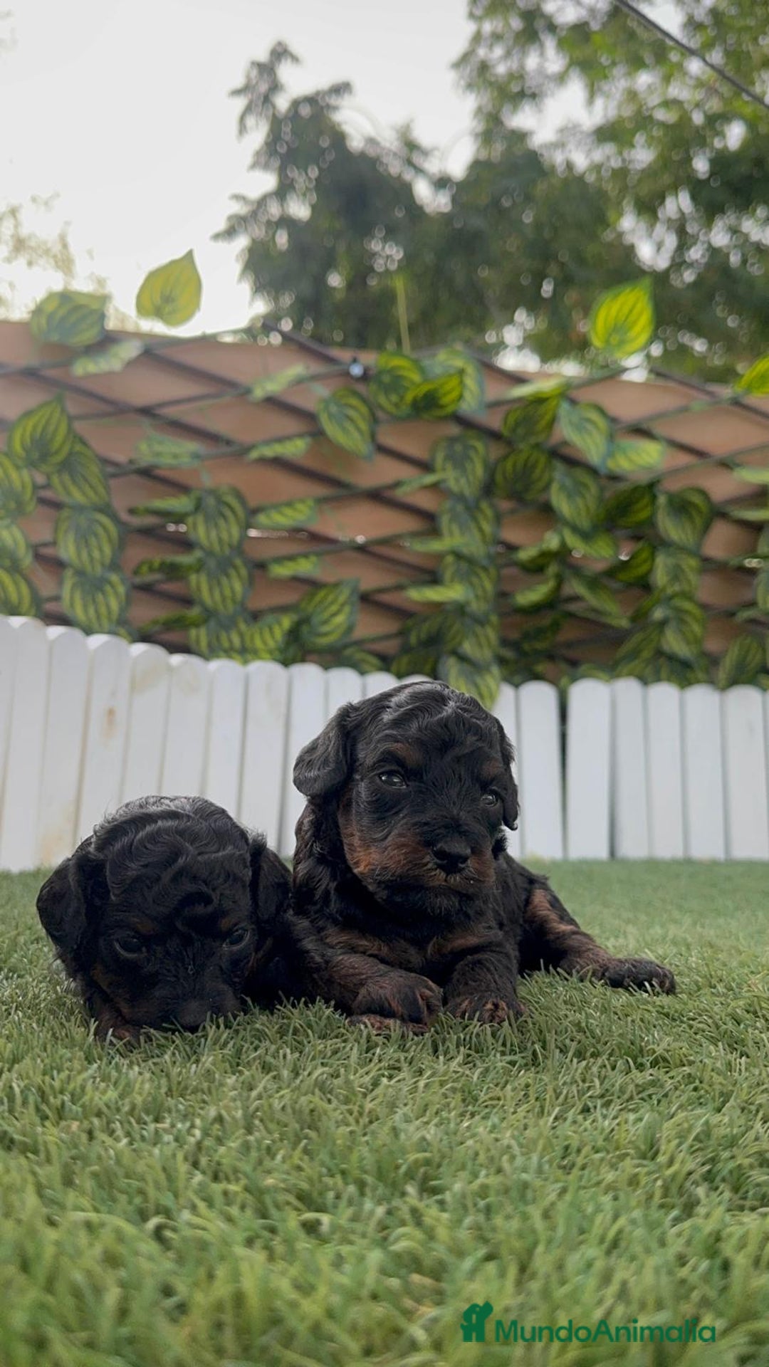 Caniche Toy perros en venta: CANICHE TOY HEMBRA COLOR NEGRO PHANTOM - Imagen 18