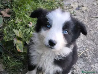 Border Collie perros Cachorros border collie ojos azules! - Anuncio 6