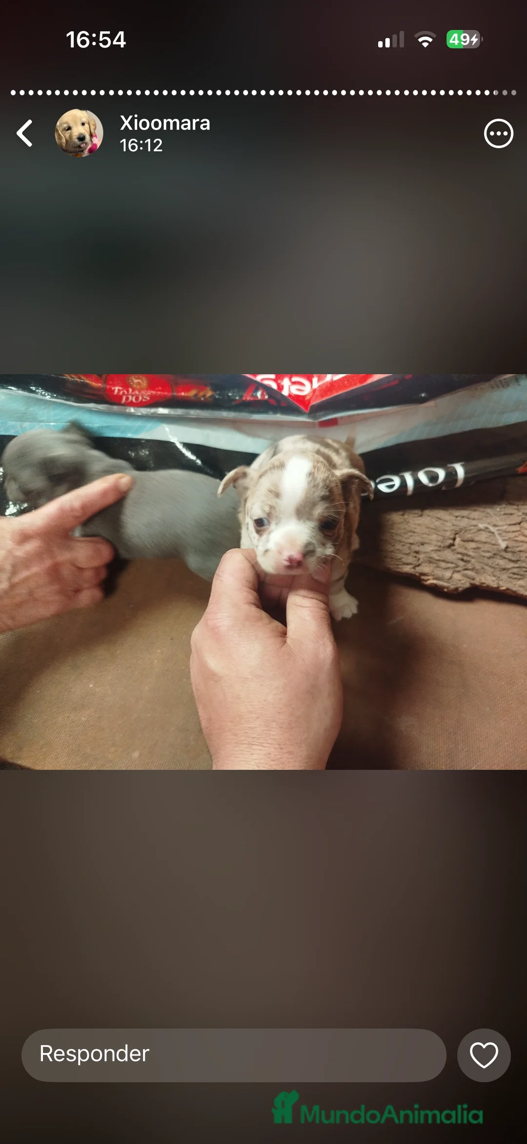 Chihuahua perros en venta: Espectaculares chihuahuas exóticos  en Cádiz - Anuncio 1