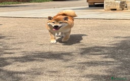 Shiba Inu perros en venta: Shiba Inu - Imagen 1